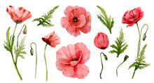 Set Of Watercolor Red Poppies. Hand-drawn Floral Illustration. Red Wildflowers Isolated On A White Background.