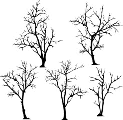 Wall Mural - silhouette of tree without leaves