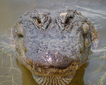 Closeup Shot Of A Crocodile Head