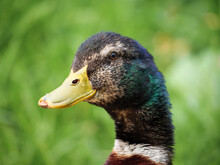 Closeup Shot Of A Marsh Duck On The Background Of Green Grass