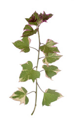 Poster - Sweet potato vine