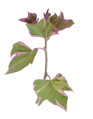 Sticker - Sweet potato vine