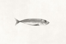 Illustration Of Stylized Simple Little Fish