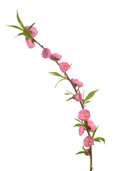 Wall Mural - peach flowers