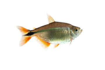 Wall Mural - Buenos Aires tetra (Hyphessobrycon anisitsi) isolated on white background