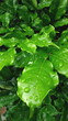 © Andres - hermosas planta de hojas verdes con agua de lluvia a la luz del día