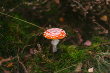 Red Fly Amanita In Woods In Fall
