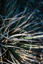 Ornamental Grasses In Winter