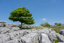 A Solitary Tree Grows From Between The Edges Of The Limestone Pavement At Newbiggin Crag, In Cumbria, North West England