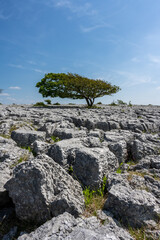 A solitary tree grows from between the edges of the limestone pavement at Newbiggin Crag, in Cumbria, North West England