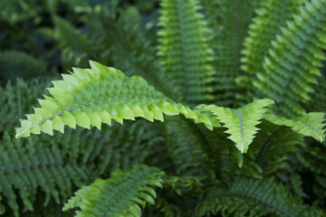 Wall Mural - Dark green fern leaves in tropical environment