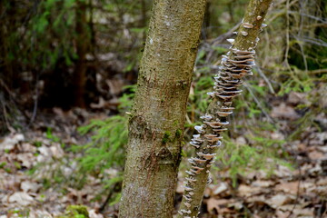 Wall Mural - A close up on some fungus or mushroom growing on the branch of a deciduous tree and covering it almost completely from all sides seen in the middle of a dense Polish forest on a sunny summer day