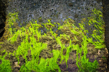 Bright Green Seaweed