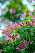 Pink Flowering Honeysuckle