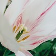 © Anna Tabakova/Stocksy - Close up of a white and pink tulip