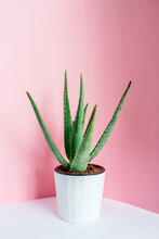 Green Succulent Plant In Pot On Table