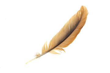 black and brown feathers of a rooster on a white isolated background