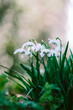 © Helen Rushbrook/Stocksy - Snowdrops