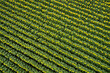 © Andriy Bezuglov/Stocksy - View from above at bright sunflowers on farmland