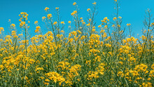 Rapeseed Canola Yellow Flowers In Cultivated Field