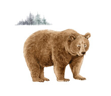 Watercolor Illustration Of Brown Grizzly Bear On Nature. Hand Painted On A White Background.