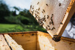 © David Sciora/Stocksy - Close up of honey bees on the honeycomb in the beehive.