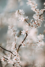Cherry Blossom Flower Close Up
