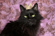 © MEGHAN PINSONNEAULT/Stocksy - Handsome Black Cat with Crown