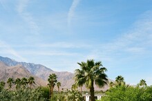 Desert Palm Trees And Mountains