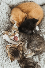 Napping Kittens 