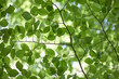 © Liam Grant/Stocksy - Detail of Beech tree leaves in Spring. Norfolk, UK.