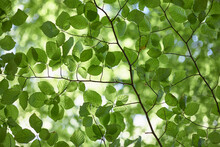 Detail Of Beech Tree Leaves In Spring. Norfolk, UK.