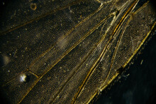 Dark Abstract Insect Wing Detail