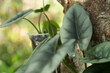 Alocasia reversa plant in pot