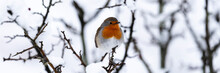 Red Robin In Winter