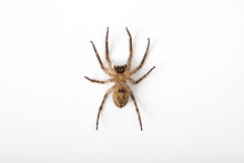 Tarantula Wolf Spider (Lycosa Tarantula)
