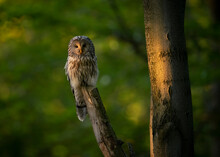 Ural Owl ( Strix Uralensis ) Close Up