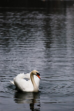 Young Swan On A Lake