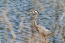Great Blue Heron Bird, Intentionally Photographed Through Reeds For Artistic Effect, Wading In A Pond
