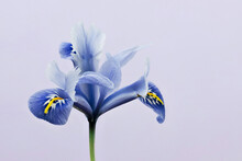 Blue Spring Flower