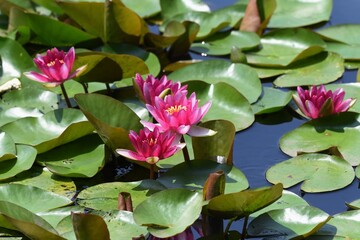 Canvas Print - Water lily. Nymphaeaceae aquatic perennial plant.