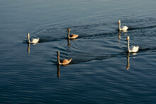 Swans Swimming On Lake
