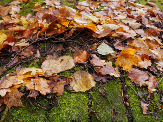 Wall Mural - Fallen brown color leaf on a green moss covering old wooden roof, autumn or fall season. Selective focus. Nobody
