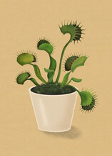 Venus Flytrap Plant