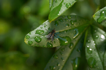 fly perched on a leaf