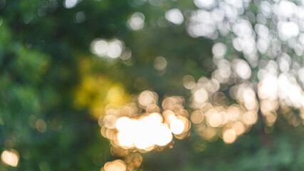 Blurred greenery leaves of tree forest