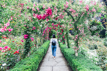 Young Woman Walking Through Beautiful Rose Arbour 
