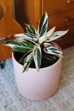 Pink And Green Leaves Of A Stromanthe Triostar In A Pink Pot