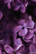 Macro Lilac Background