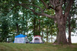 © Tytia Habing/Stocksy - Tents set up by a massive tree